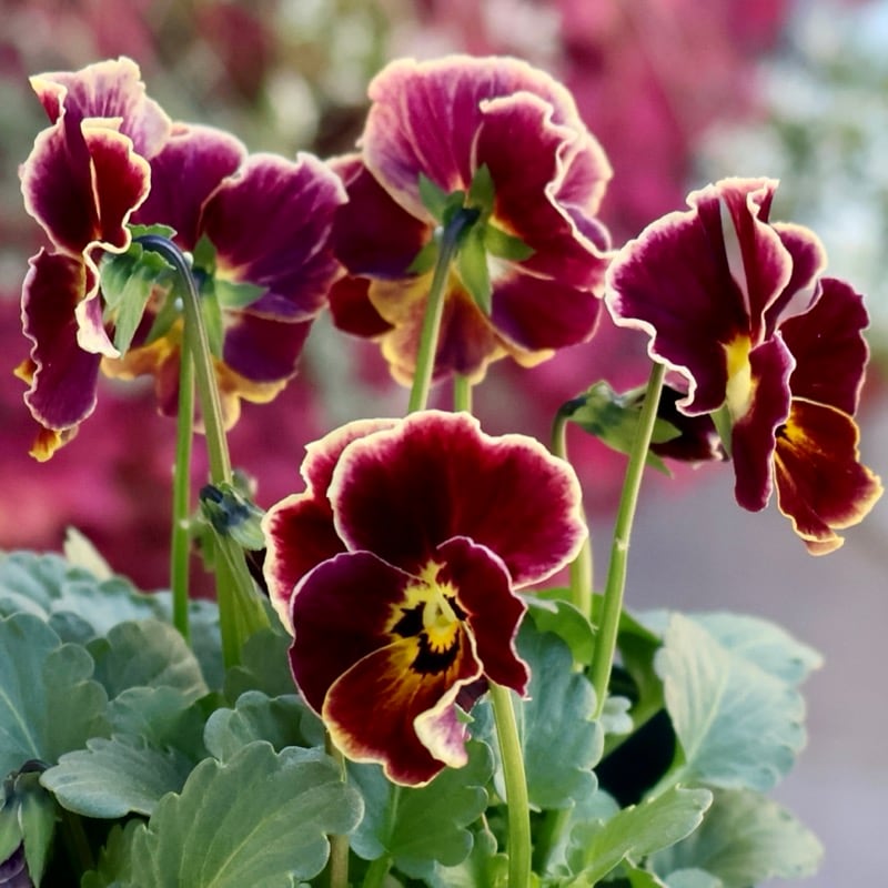 9/17 ラスト苗　☆ciaoローズ☆ 絞り確認済　良苗　ウィザード サトウ園芸