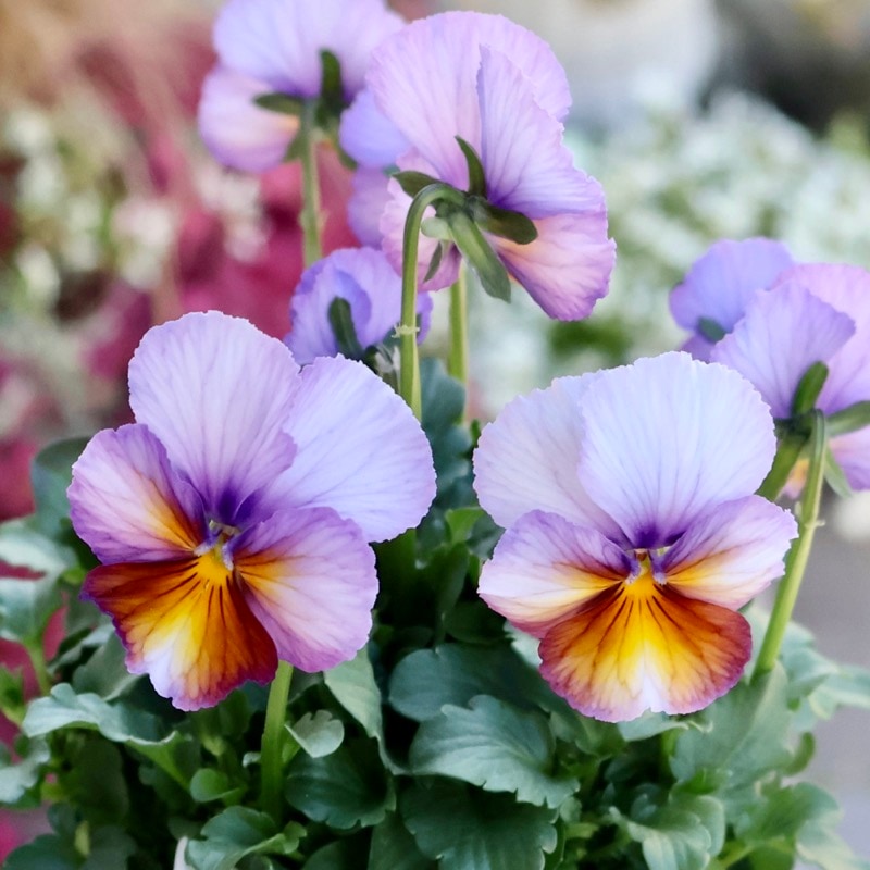 サトウ園芸さん育種「ヌーヴェルヴァーグ」・2025年10月下旬ごろ販売