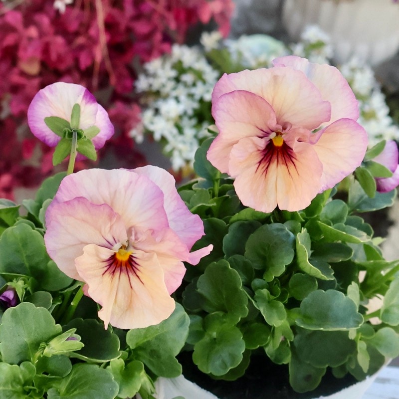 この子も素敵☆高知・植田さんのビオラ☆試験品種〈25-5〉