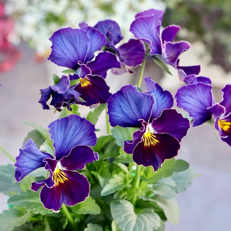 画像の現品1点限り☆ビオラ・ヨコハマセレクション「フレアブルー」3番