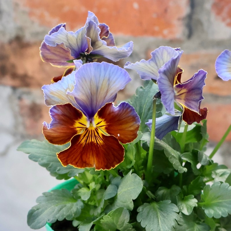 画像の現品1点限り☆ビオラ・ヨコハマセレクション「フレアブルー」5番