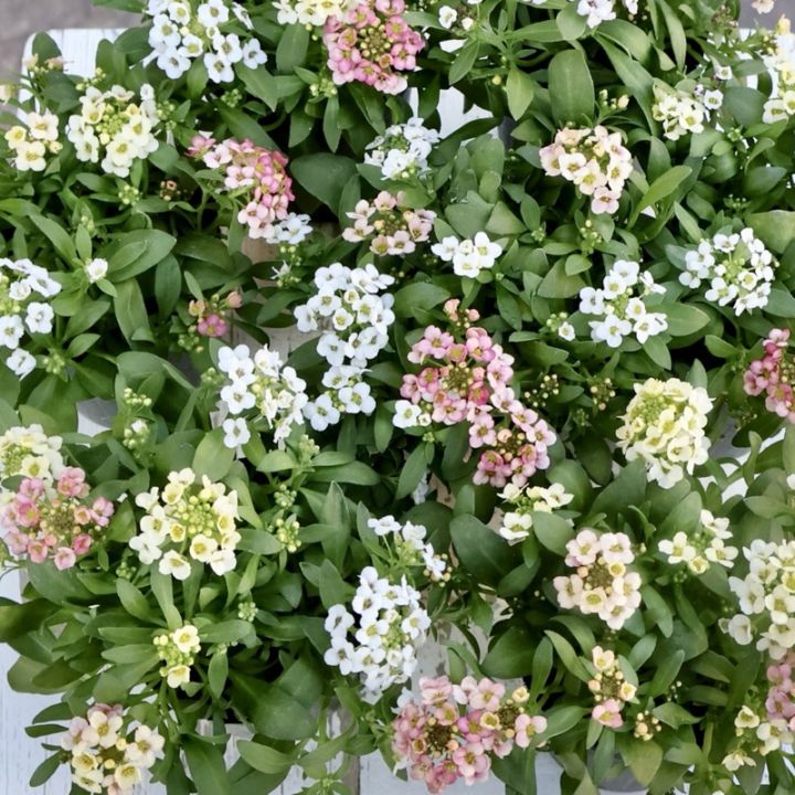 お手頃&綺麗☆アリッサム「ホワイトグラデーション」 2株セット♪