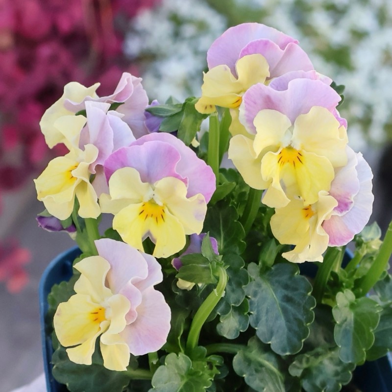 サトウ園芸さん育種「ヌーヴェルヴァーグ」・2025年10月下旬ごろ販売