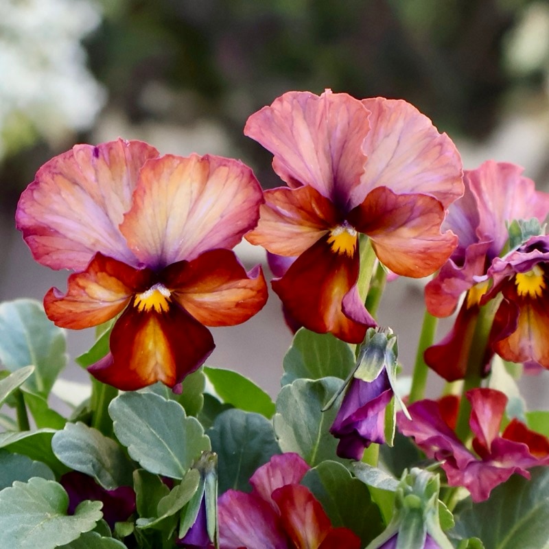 サトウ園芸さん育種「ヌーヴェルヴァーグ」・2025年10月下旬ごろ販売