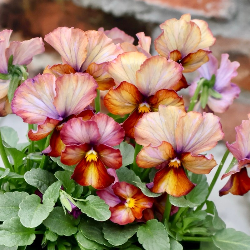 画像の現品1点限り☆スペシャルなサトウ園芸さんのビオラ・ヌーヴェルヴァーグ＜406＞