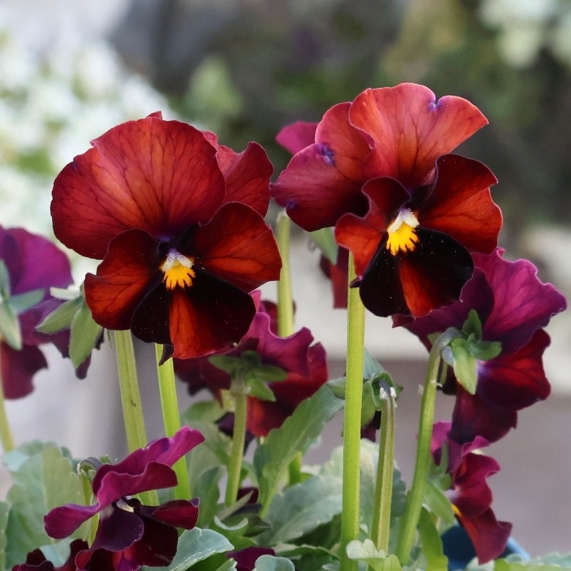 サトウ園芸さん育種「ヌーヴェルヴァーグ」・2025年10月下旬ごろ販売