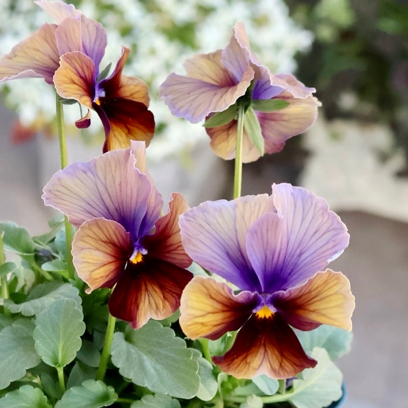 サトウ園芸さん育種「ヌーヴェルヴァーグ」・2025年10月下旬ごろ販売