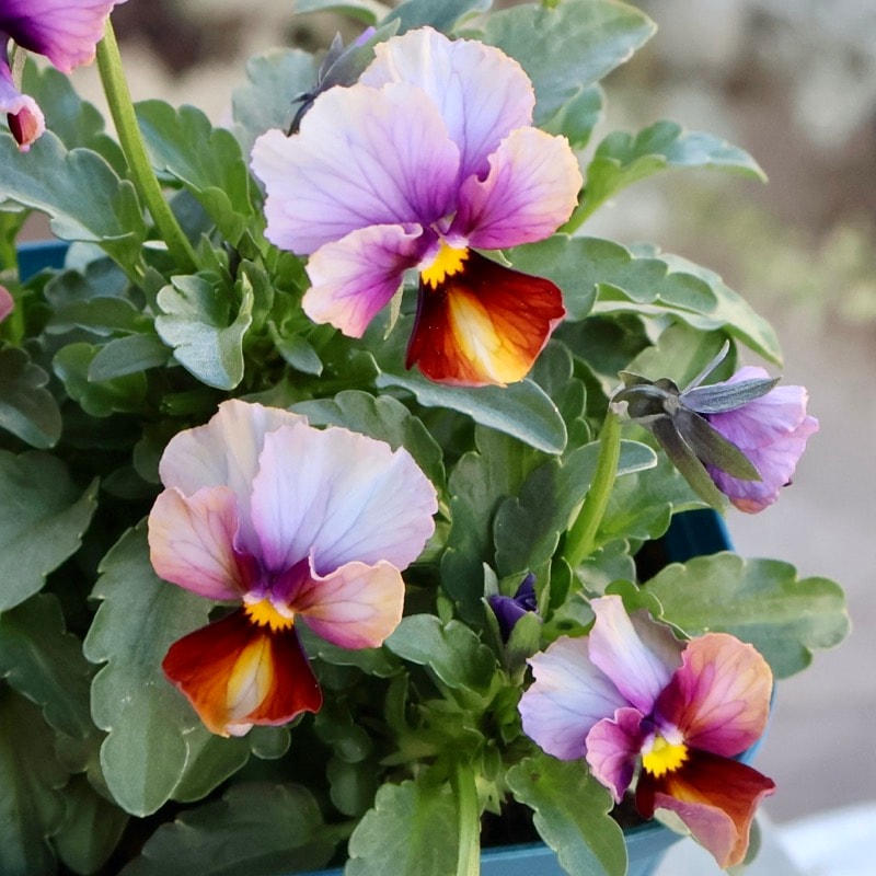 サトウ園芸さん育種「ヌーヴェルヴァーグ」・2025年10月下旬ごろ販売