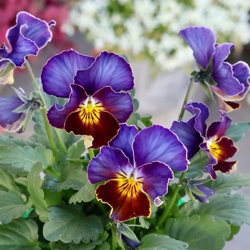 パルプンテビオラ2苗セット　　ブルー 自分で植える】初冬ビオラの花苗セット（ブルー） | アトリエ華もみじ