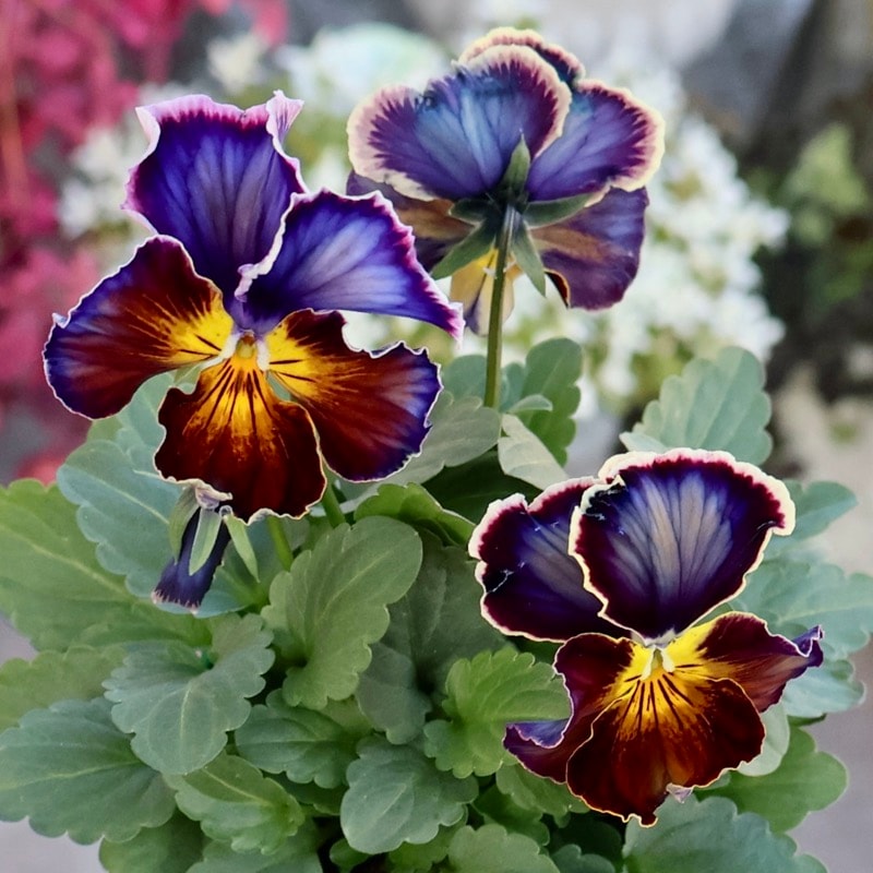 画像の現品1点限り☆ビオラ・ヨコハマセレクション「フレアブルー」8番