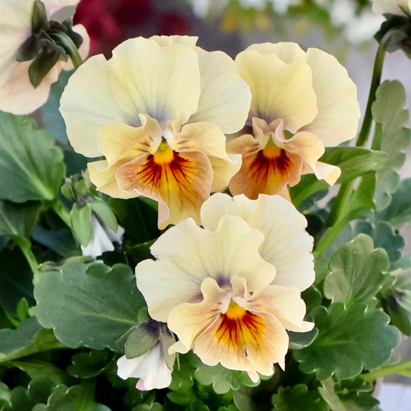 画像の現品1点限り☆桐生ふぁ~む×花日和さんのビオラ「アイクルール