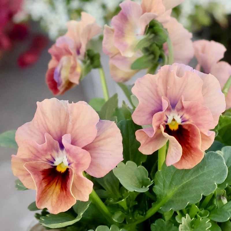 画像の現品1点限り☆桐生ふぁ~む×花日和さんのビオラ「アイクルール