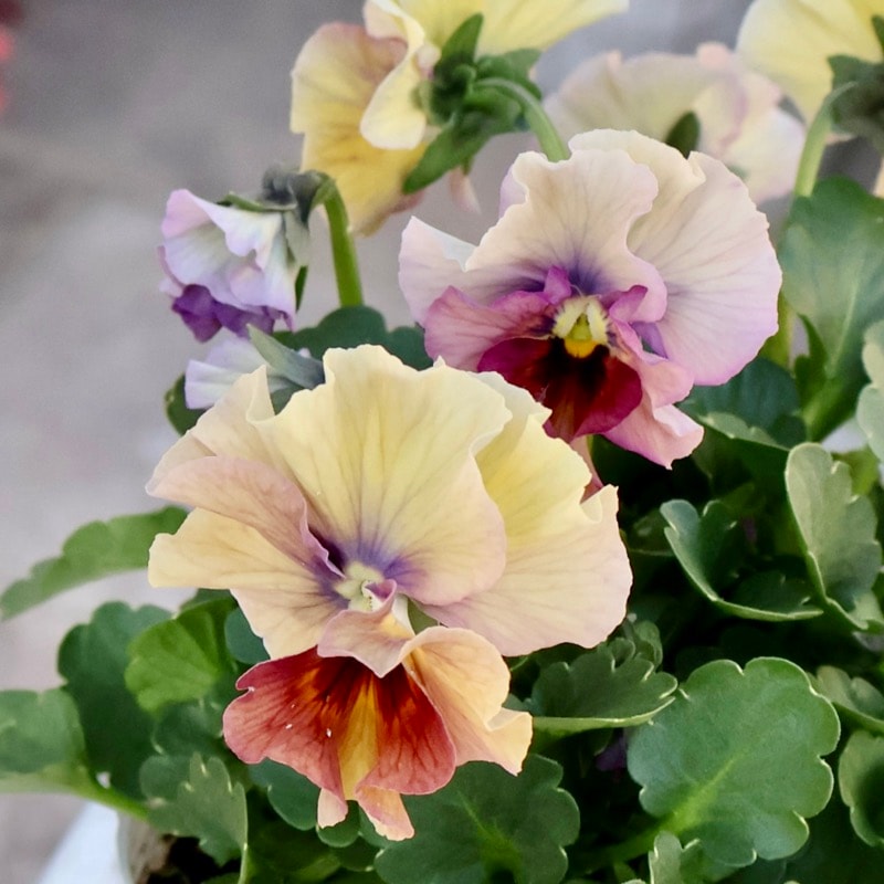 画像の現品1点限り☆桐生ふぁ~む×花日和さんのビオラ「アイクルール