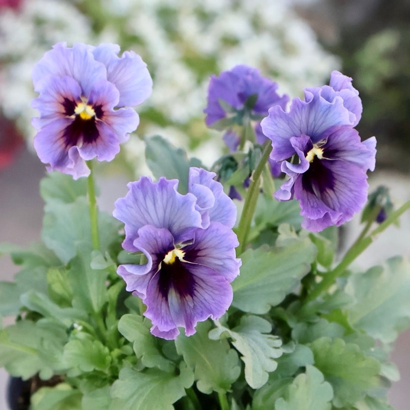 石川園芸さん育種「ビオラ」・～風散歩～