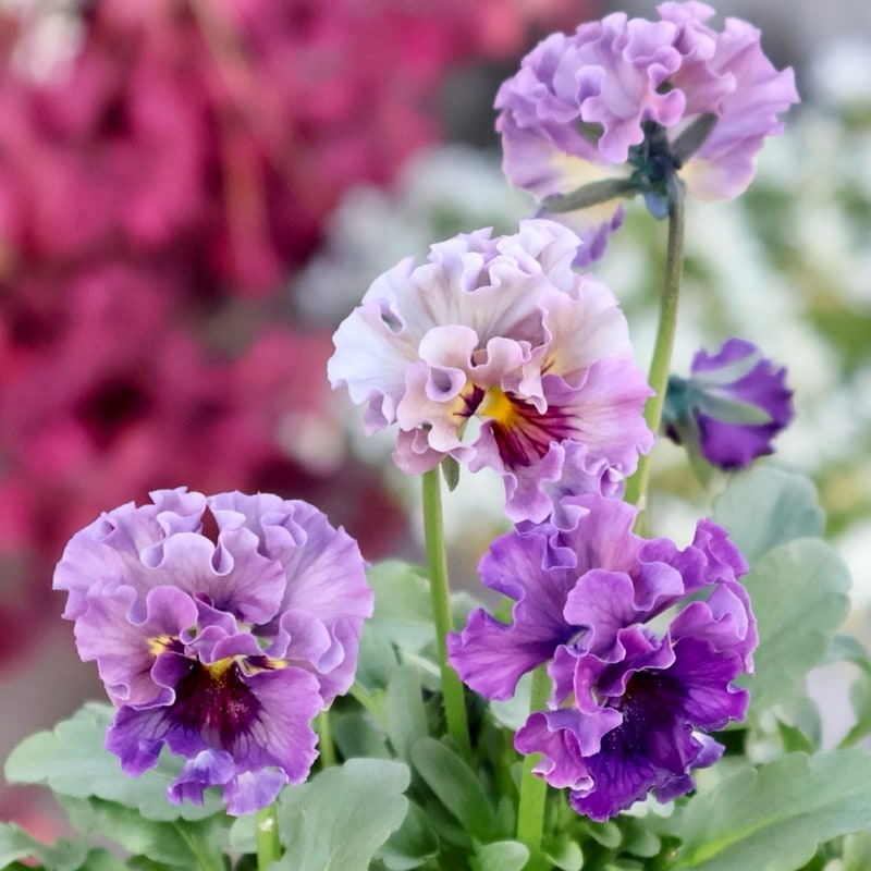 希少☆画像の現品1点限り★石川園芸さんの小輪ビオラ「マイガール」14番