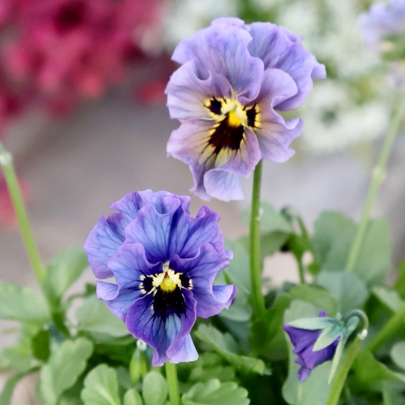 希少☆画像の現品1点限り☆石川園芸さんの小輪ビオラ「マイガール」15番