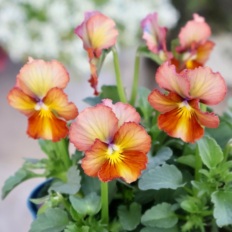 画像の現品1点限り☆スペシャルなサトウ園芸さんのビオラ・ヌーヴェルヴァーグ＜410＞