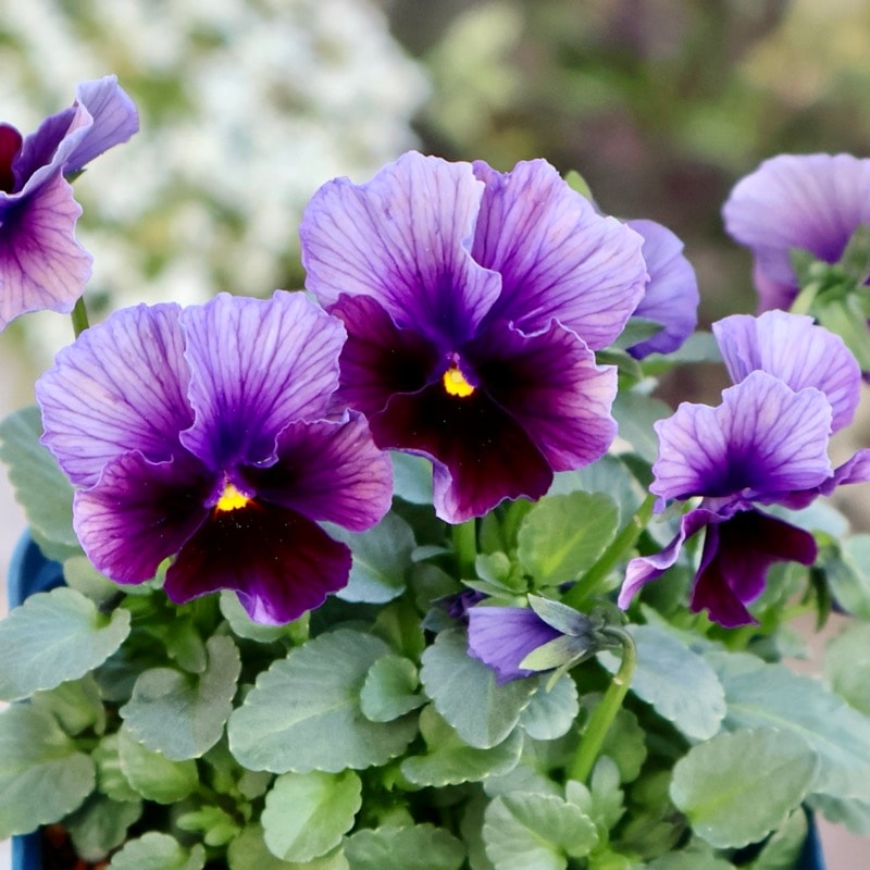 サトウ園芸さん育種「ヌーヴェルヴァーグ」・2025年10月下旬ごろ販売