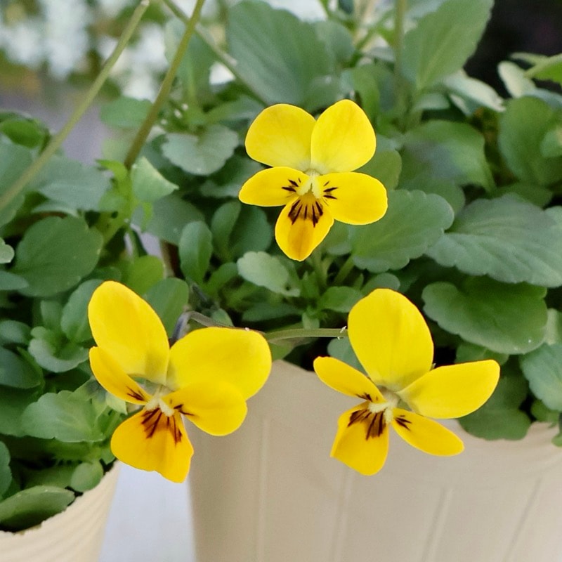 《今期がラスト出荷》希少☆秋田さんの極小輪ビオラ「多摩の星空」<25-1>