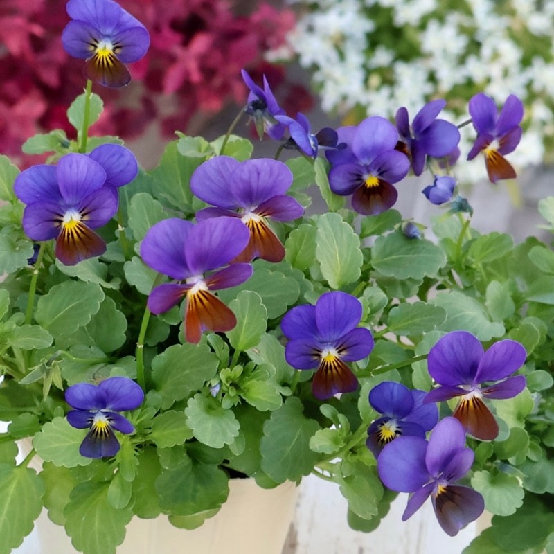 DA　小輪ビオラ 超小輪ビオラFLOWER HEARTS作ヴィオレッタ各種 - バルコニースタイル