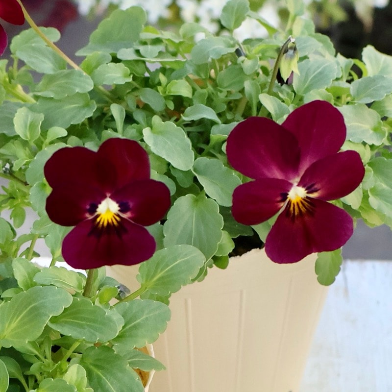 赤褐色 ビオラ本体 PLAYTECH ( プレイテック ) PVA255 ビオラ 15.5インチ 送料無料