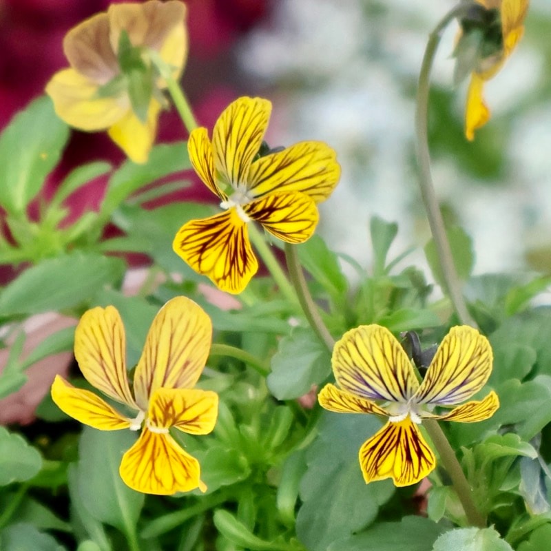 画像で色を選べる》石村あさみさん育種ビオラ「A-STORY・みつばちの