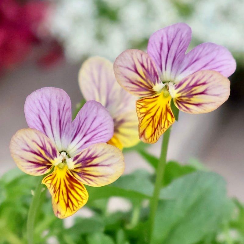 画像で色を選べる》石村あさみさん育種ビオラ「A-STORY・みつばちの