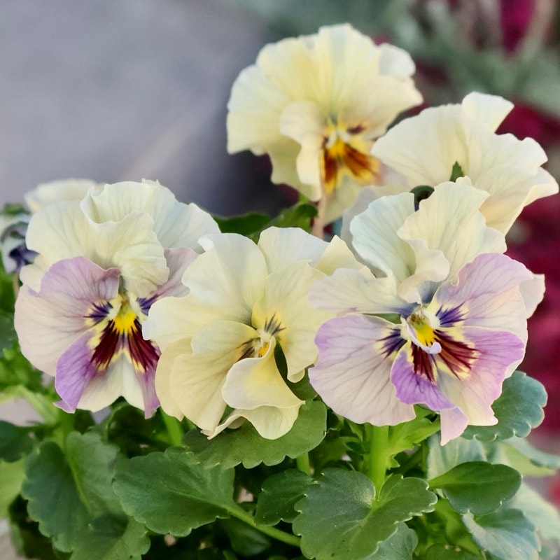 ラスト!!画像の現品1点限り☆北島園芸さんのアンティークビオラ「コルティルーチェ」＜39番＞