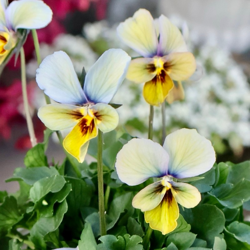 植物（花苗・植物）をブルー系の色から選ぶ｜ネット通販ショップ～風散歩～