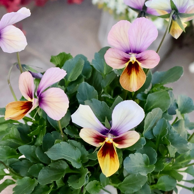 《2025年NEW画像撮影》画像の現品1点限り!!うえたビオラ「パピヨンワールド」312番 