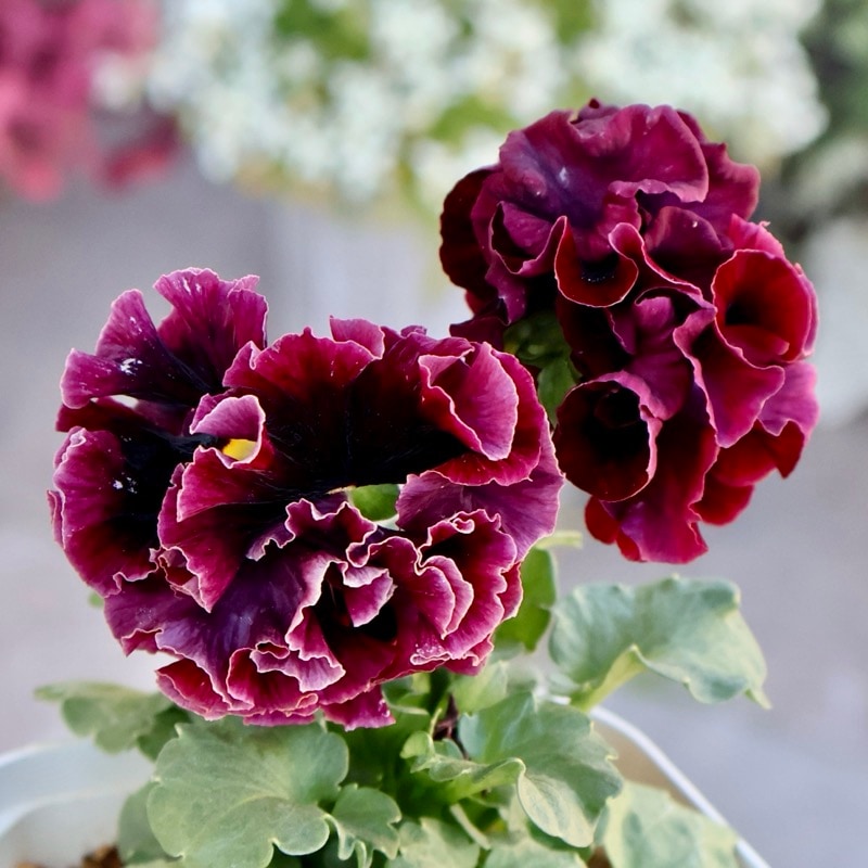 サトウ園芸さん育種「ローブドゥアントワネット」・2025年11月上旬ごろ