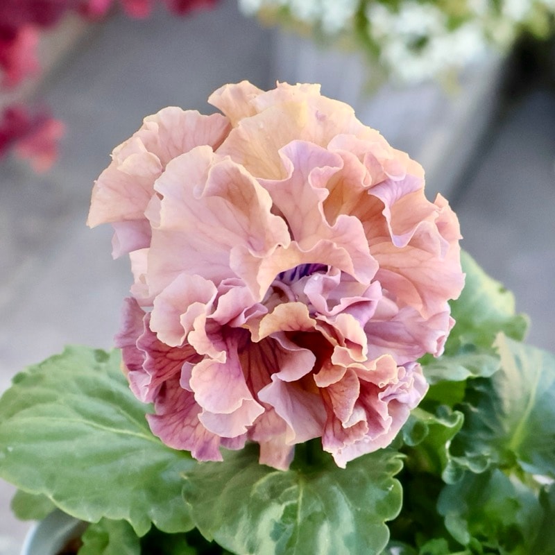 サトウ園芸さん育種「ローブドゥアントワネット」・2025年11月上旬ごろ