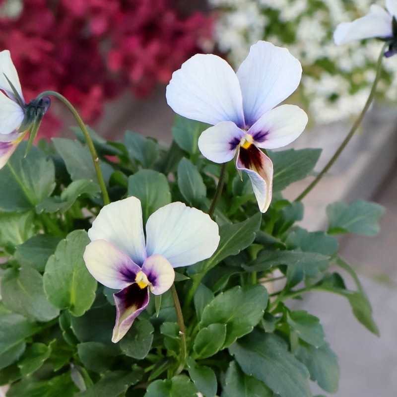 《2025年NEW画像撮影》画像の現品1点限り!!うえたビオラ「パピヨンワールド」313番 