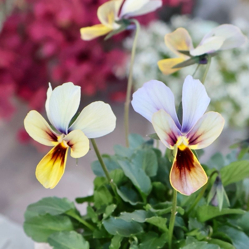 《2025年NEW画像撮影》画像の現品1点限り!!うえたビオラ「パピヨンワールド」314番 