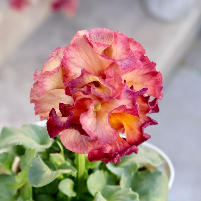 サトウ園芸さん育種「ローブドゥアントワネット」・2025年11月上旬ごろ