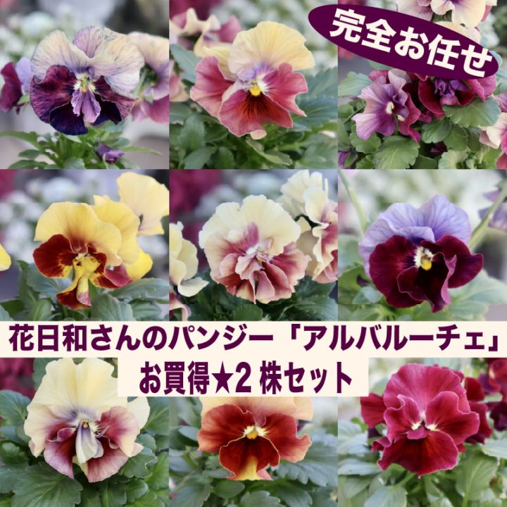 色を選べないからお買得★お任せ2株セット♪花日和さんのパンジー「アルバルーチェ」【色選択不可】