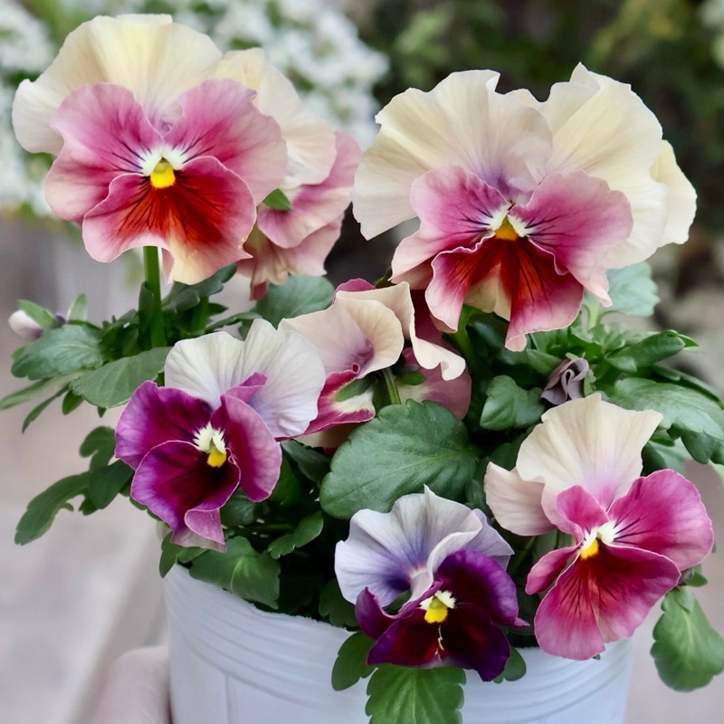 画像の現品1点限り☆花日和さんのパンジー「アルバルーチェ」＜1番＞