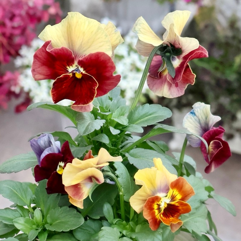 画像の現品1点限り★花日和さんのパンジー「アルバルーチェ」＜2番＞