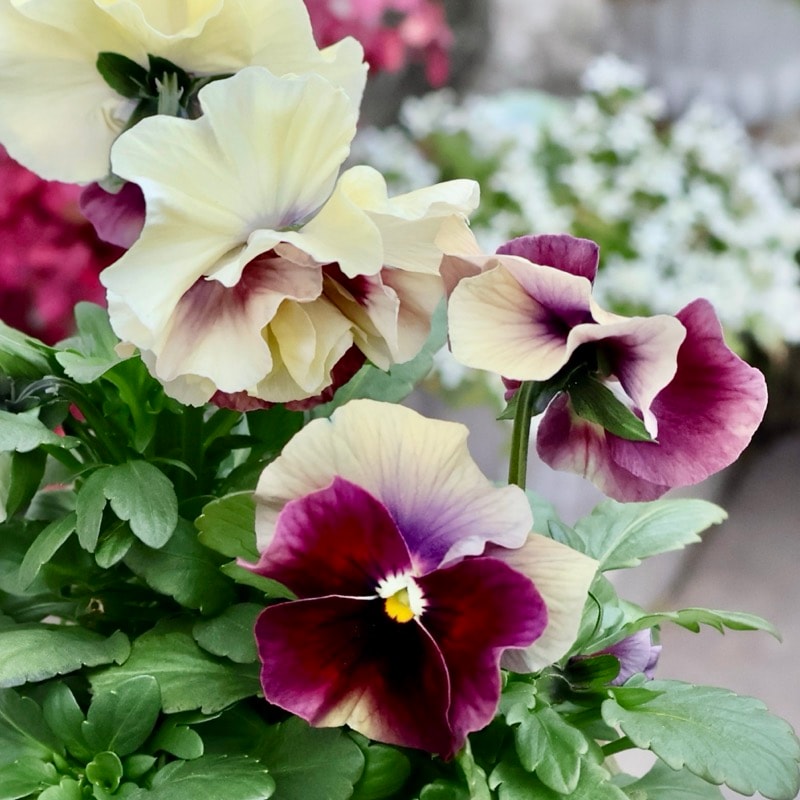 ガーデニング雑貨と花苗のセレクトショップ～風散歩～