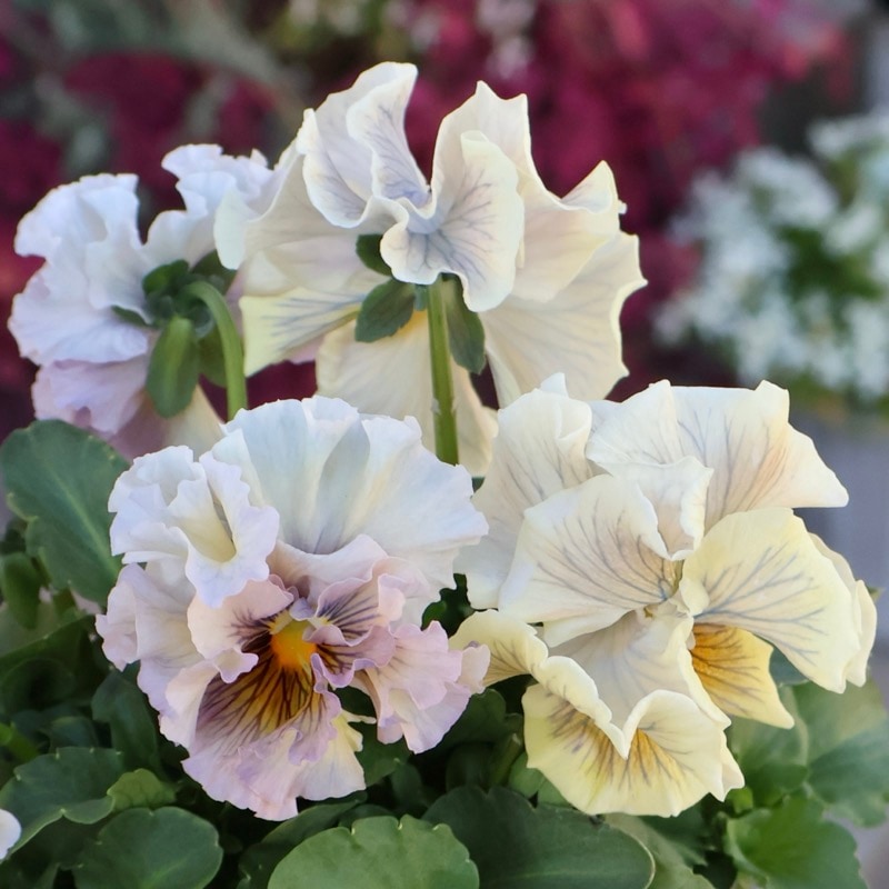 画像の現品1点限り》Rガーデンさんのアンティークフリルパンジー