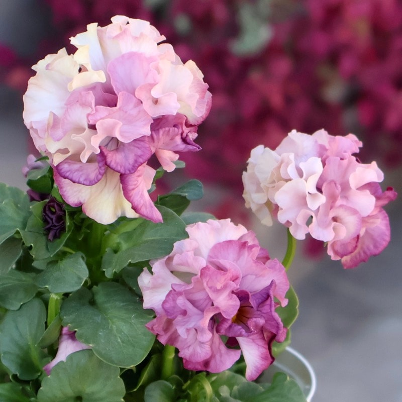 サトウ園芸さん育種「ローブドゥアントワネット」・2025年11月上旬ごろ