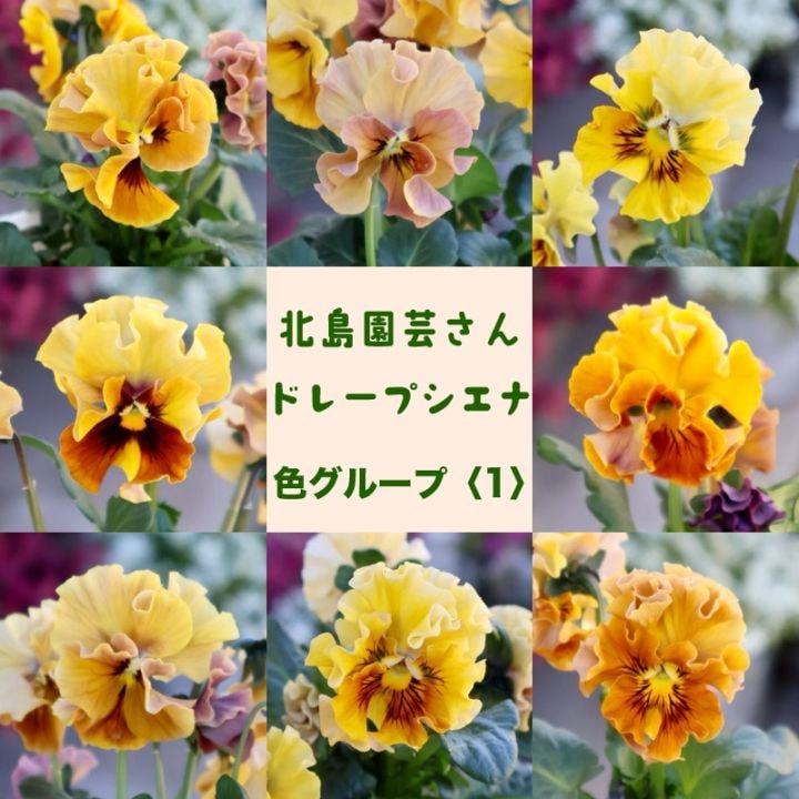 《画像で花色を選べる》 北島園芸さんのフリル咲きビオラ「ドレープ・シエナ」＜1＞