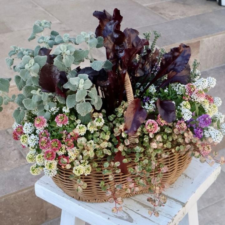 オリジナル花の寄せ植え｜ネット通販ショップ～風散歩～