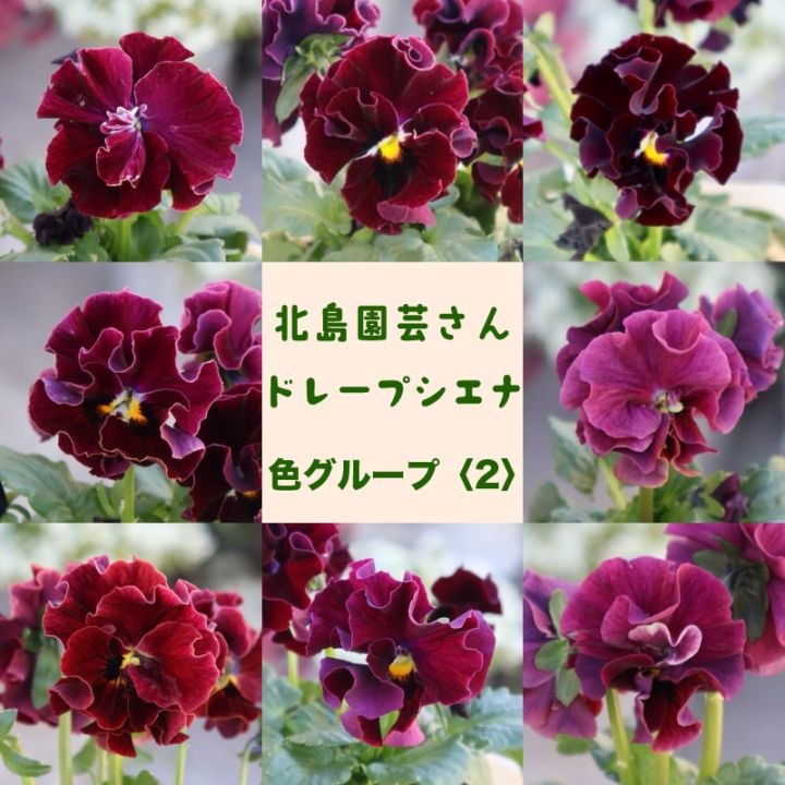 ワインレッド系