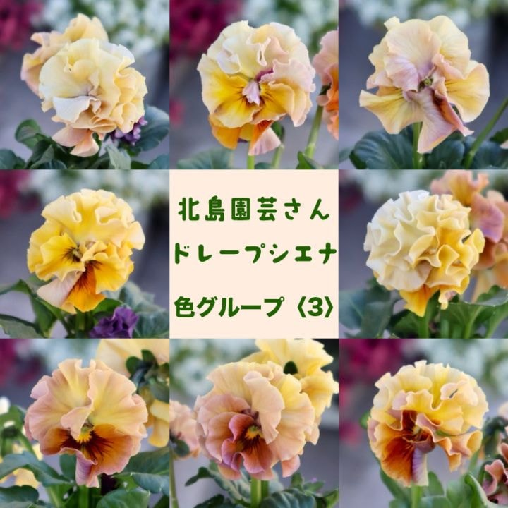 《画像で花色を選べる》 北島園芸さんのフリル咲きビオラ「ドレープ・シエナ」＜3＞