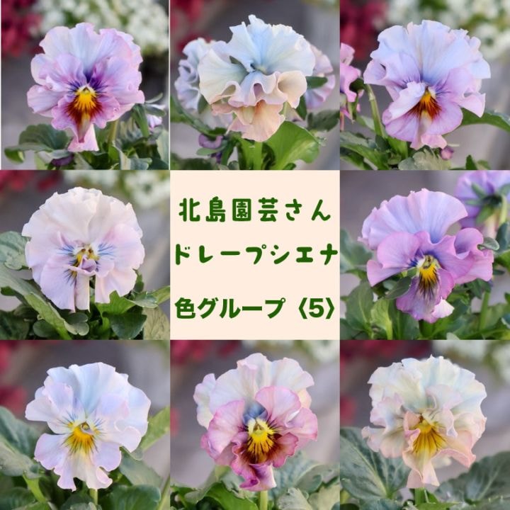 《画像で花色を選べる》 北島園芸さんのフリル咲きビオラ「ドレープ・シエナ」＜5＞