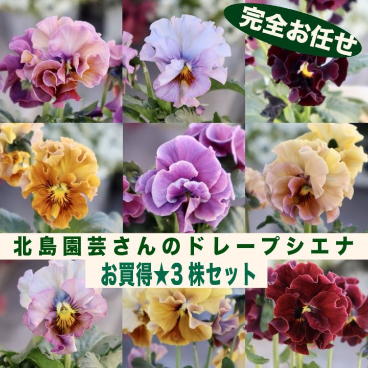 新入荷商品の植物｜リアルタイムの在庫｜ネット通販ショップ～風散歩～