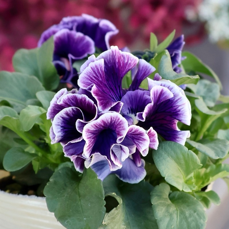 超希少★限定入荷の試作品種《画像の現品いずれか》フリルパンジー「リズ」1番