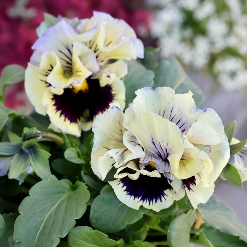 超希少★限定入荷の試作品種《画像の現品いずれか》フリルパンジー「リズ」2番