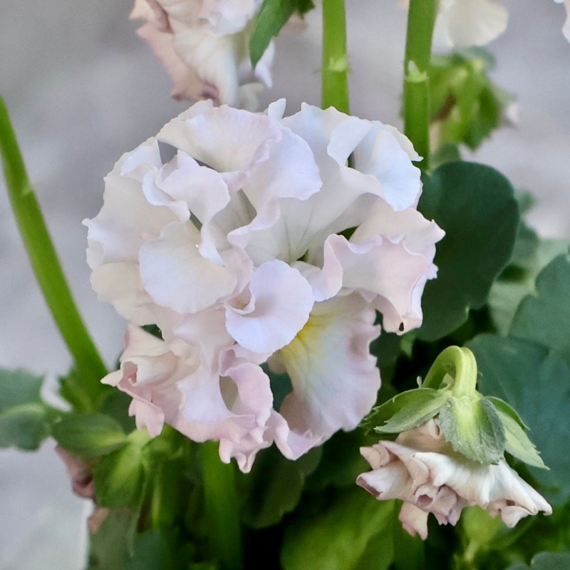 【花苗】101 サトウ園芸　ローブ・ドゥ・アントワネット □サトウ園芸 ハウス見学会 ・ローブ ドゥ アントワネットなど 黄色の